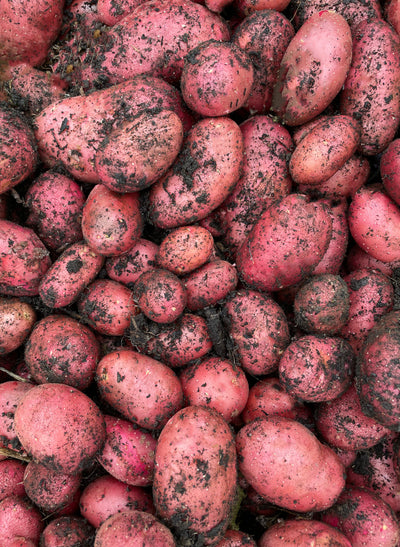 Red Rascal Potatoes Picking Premium & Fresh Produce Since 2009 – Oakridge Fresh Ltd